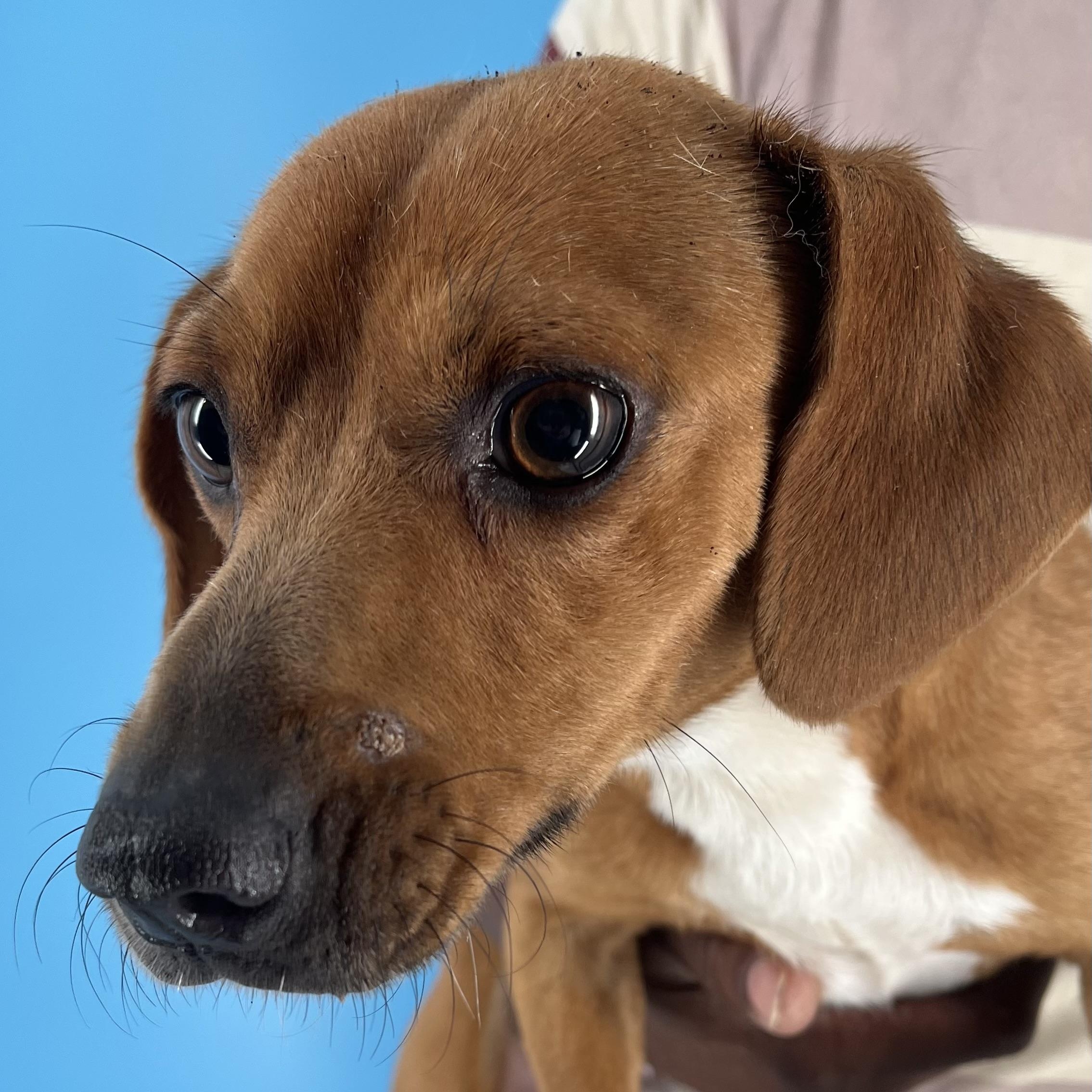 Enlarge Zach - Local in Oregon, a Adoptable mixed breed in Hillsboro, OR image 3/6
