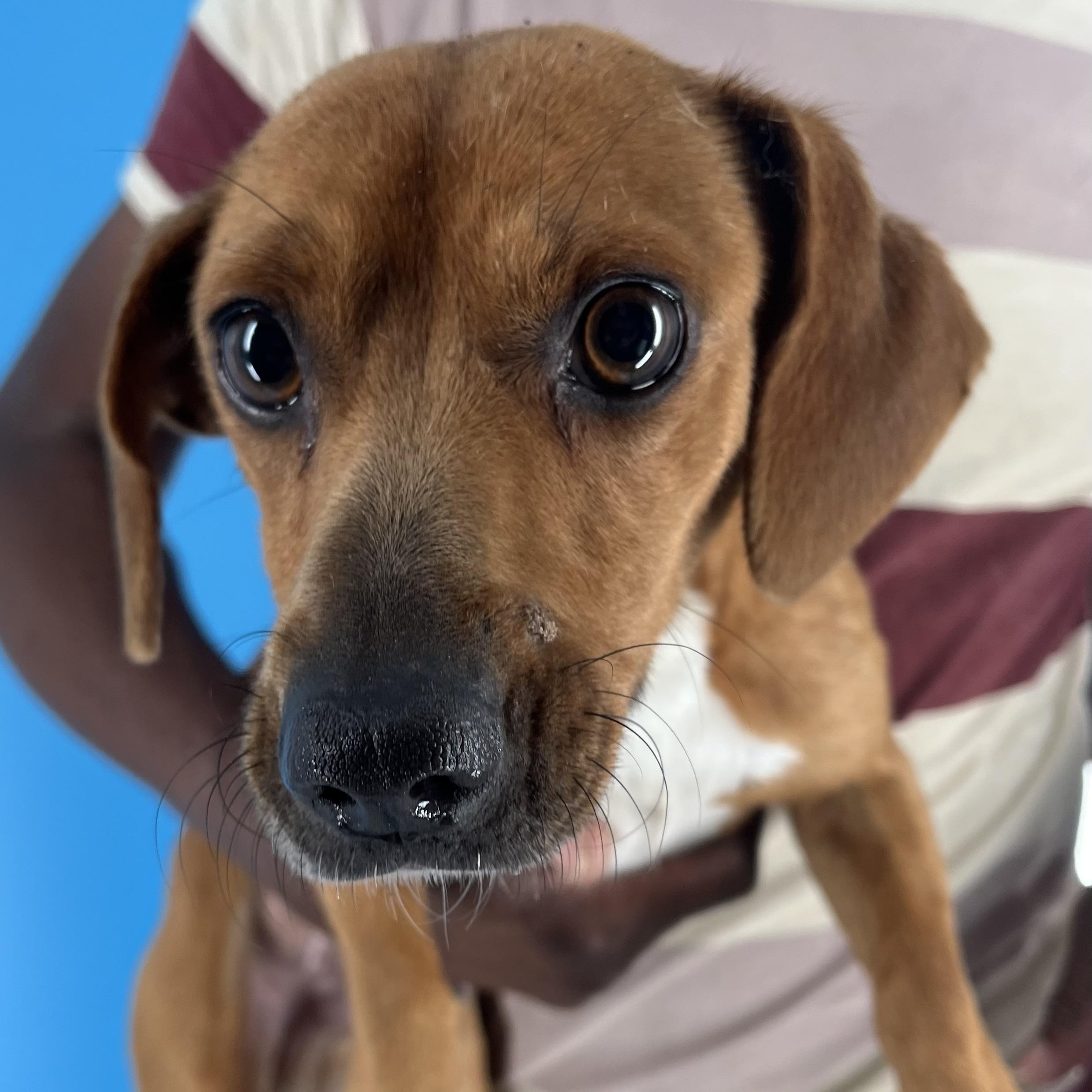 Zach - Local in Oregon, Adoptable, Adult Male Dachshund.
