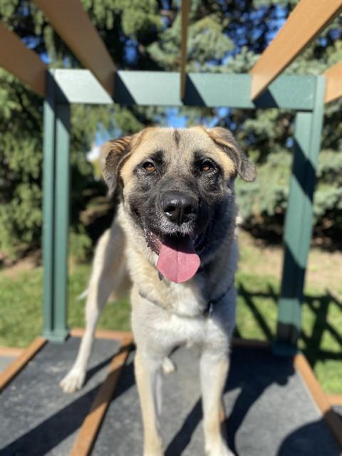 SULTAN - COURTESY POST FOR BRAMPTON ANIMAL SERVICES, Adoptable, Adult Male Turkish Kangal.