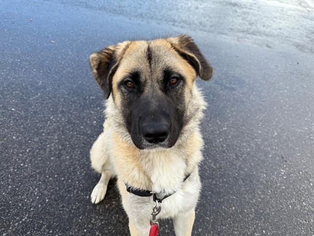 SULTAN - COURTESY POST FOR BRAMPTON ANIMAL SERVICES, a Adoptable Turkish Kangal in Caledon, ON image 2/4