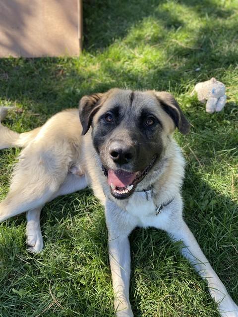 SULTAN - COURTESY POST FOR BRAMPTON ANIMAL SERVICES, a Adoptable Turkish Kangal in Caledon, ON image 3/4