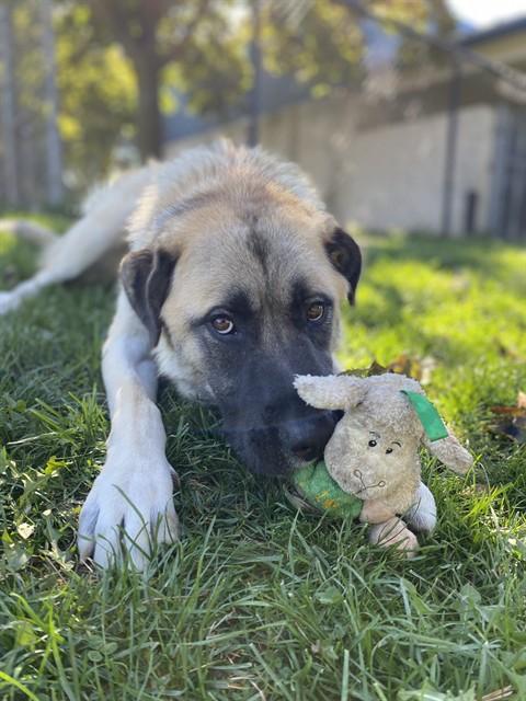 SULTAN - COURTESY POST FOR BRAMPTON ANIMAL SERVICES, a Adoptable Turkish Kangal in Caledon, ON image 4/4