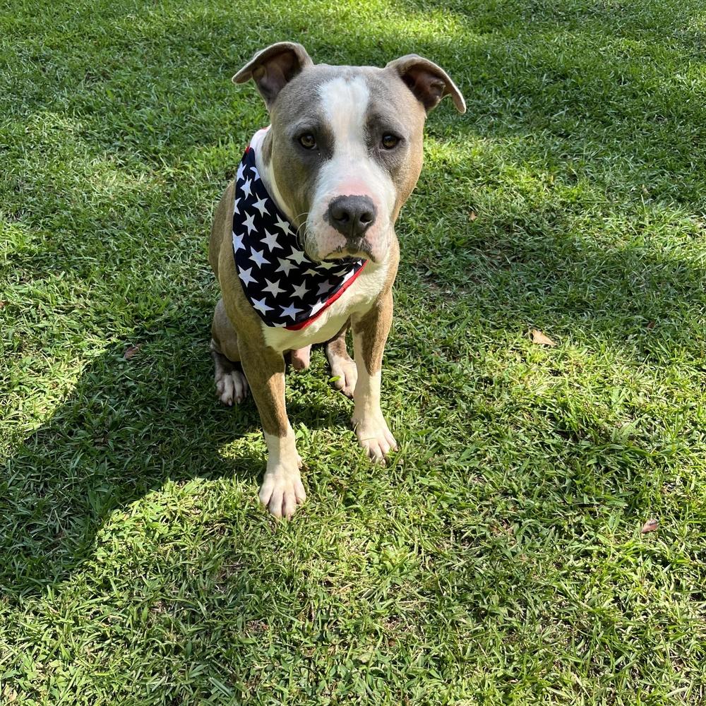 Topper, Adoptable, Adult Male Pit Bull Terrier & Labrador Retriever.