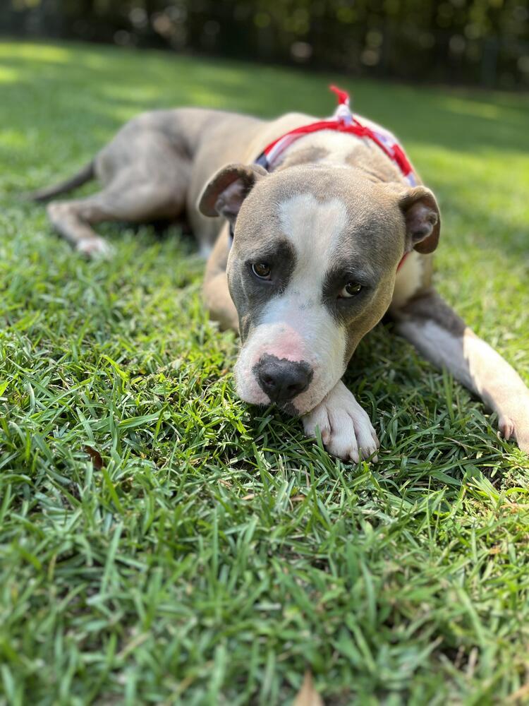 Enlarge Topper, a Adoptable mixed breed in Hartwell, GA image 2/5