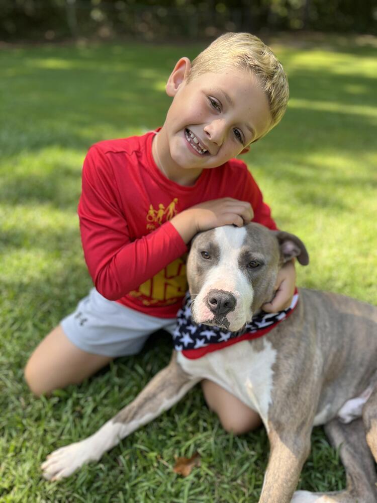 Enlarge Topper, a Adoptable mixed breed in Hartwell, GA image 3/5