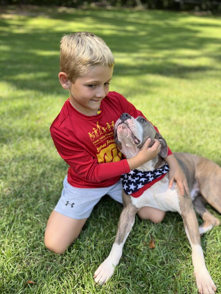 Topper, Adoptable, Adult Male Pit Bull Terrier & Labrador Retriever.