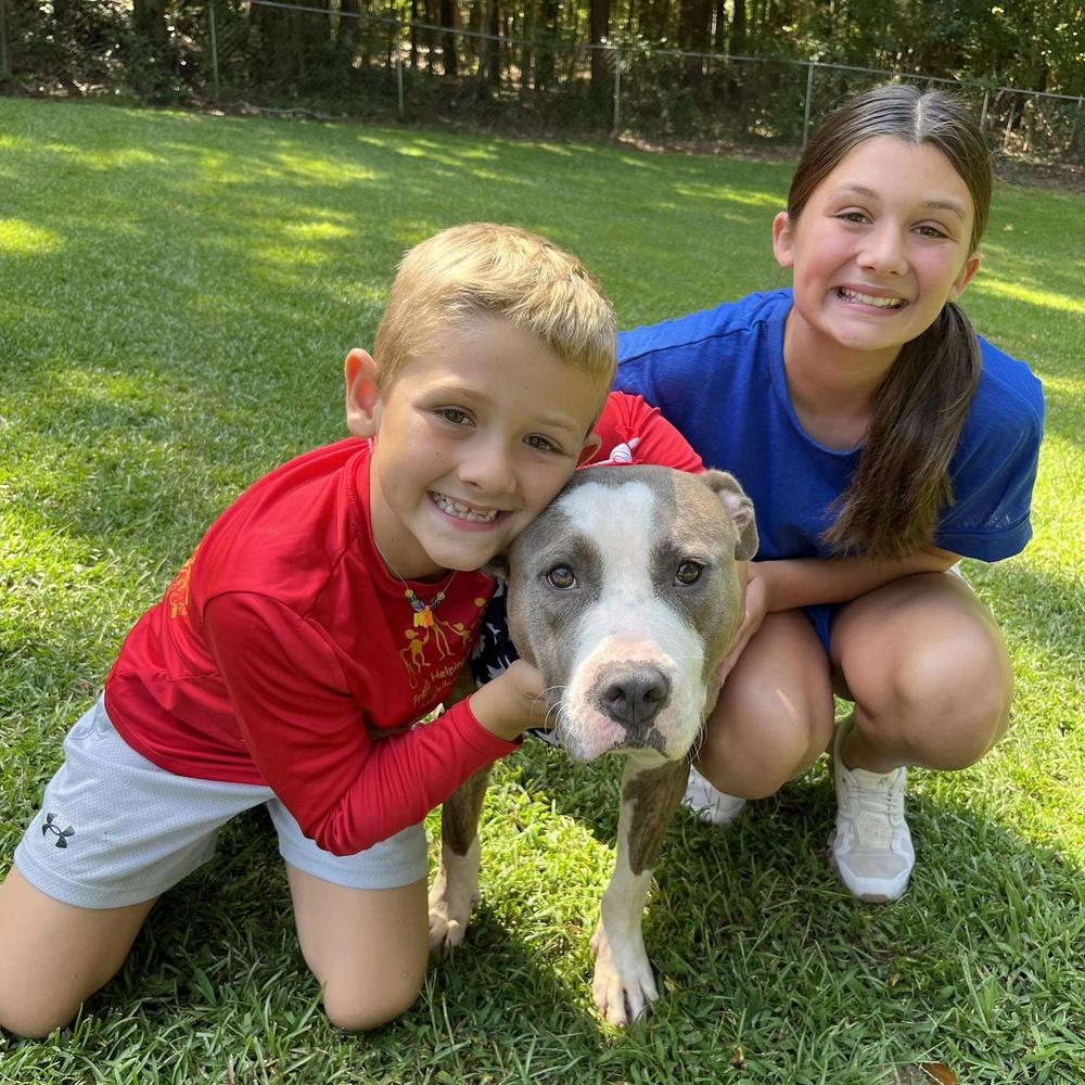 Enlarge Topper, a Adoptable mixed breed in Hartwell, GA image 5/5