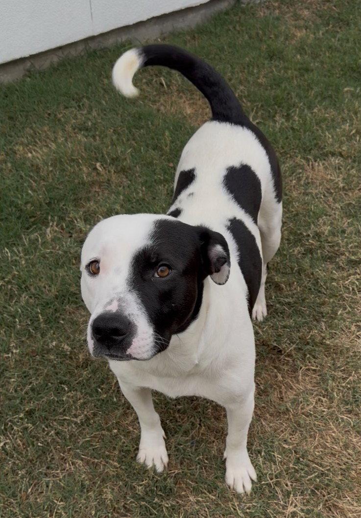 Momma Mia, a Adoptable Staffordshire Bull Terrier in The Woodlands, TX image 1/2