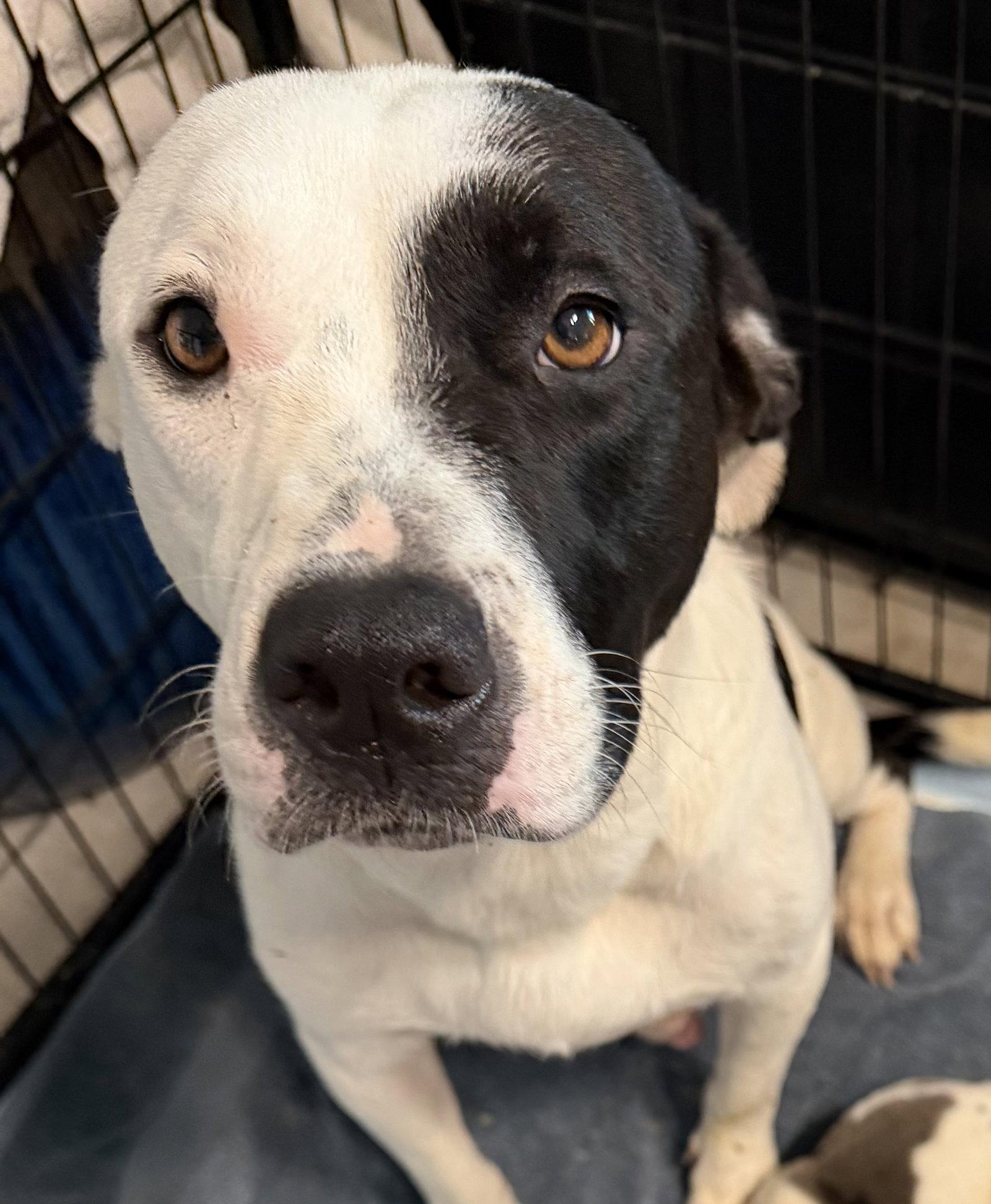 Momma Mia, a Adoptable Staffordshire Bull Terrier in The Woodlands, TX image 2/2