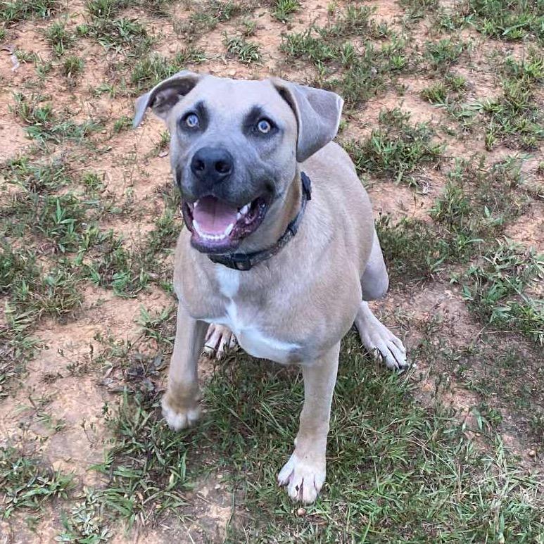 Enlarge Randy, a ADOPTABLE mixed breed in Warner, NH image 1/2