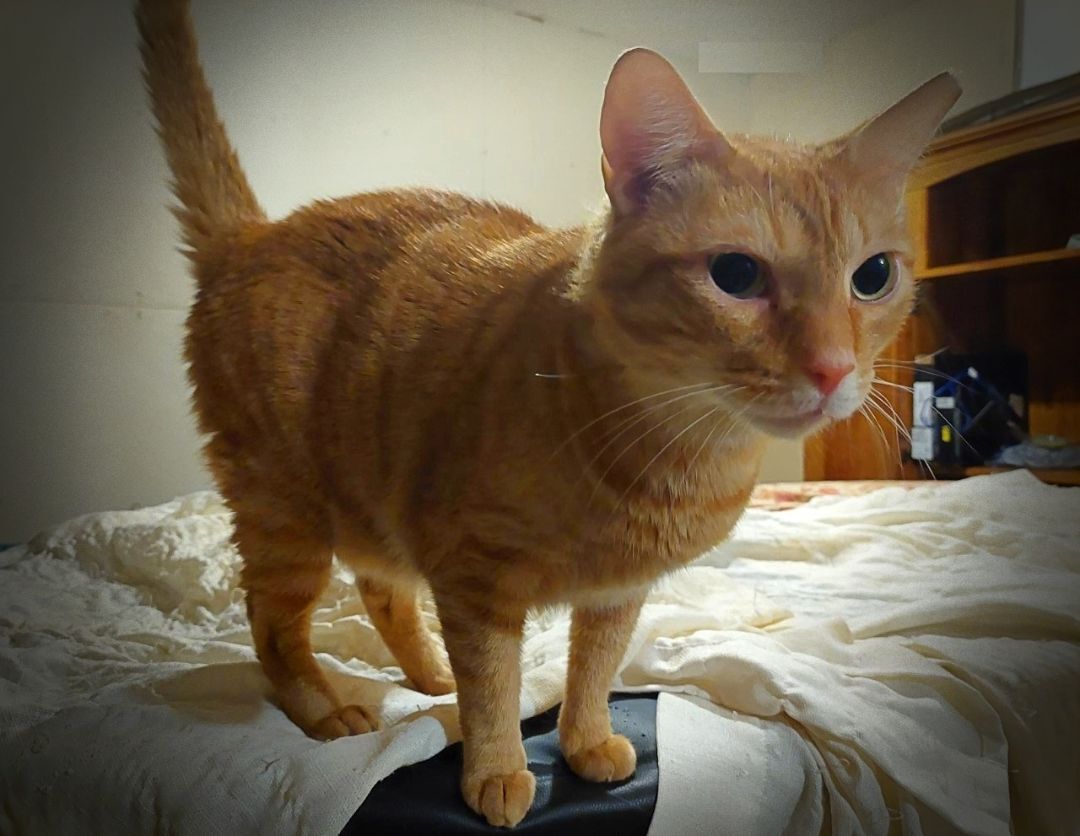 Spice (w/Sugar), a Adoptable Domestic Short Hair in Orange City, FL image 3/4