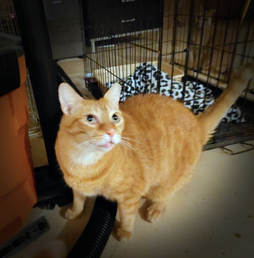 Spice (w/Sugar), a Adoptable Domestic Short Hair in Orange City, FL image 4/4