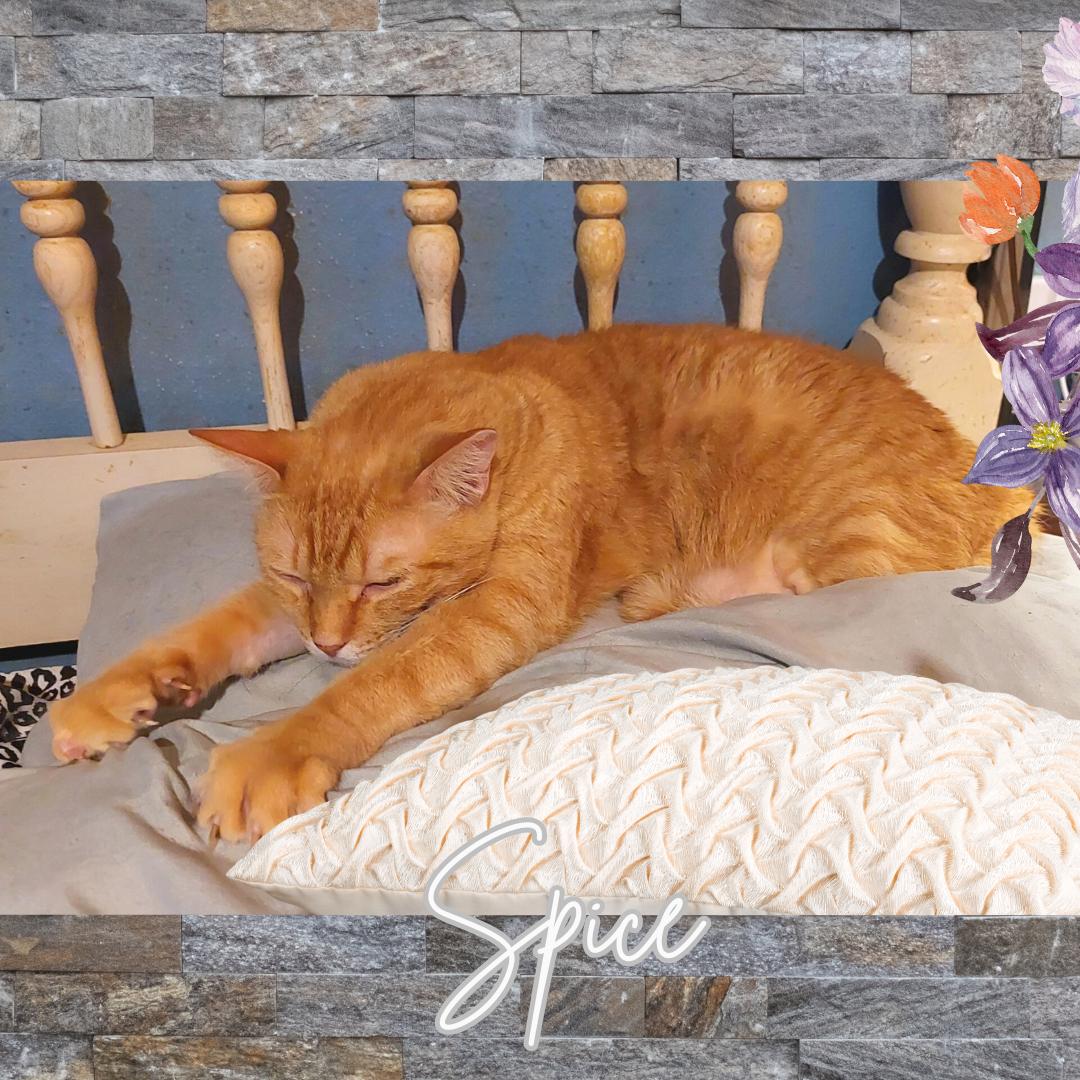 Spice (w/Sugar), a Adoptable Domestic Short Hair in Orange City, FL image 2/4