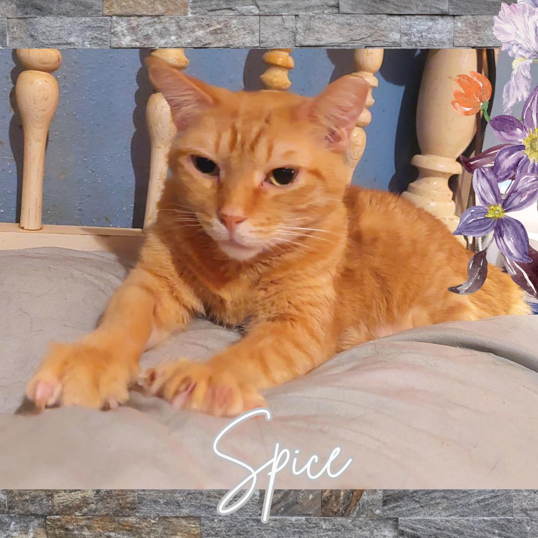 Spice (w/Sugar), a Adoptable Domestic Short Hair in Orange City, FL image 1/4