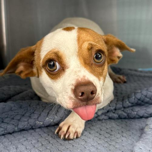 Enlarge Banana, a Adoptable mixed breed in Tacoma, WA image 1/1