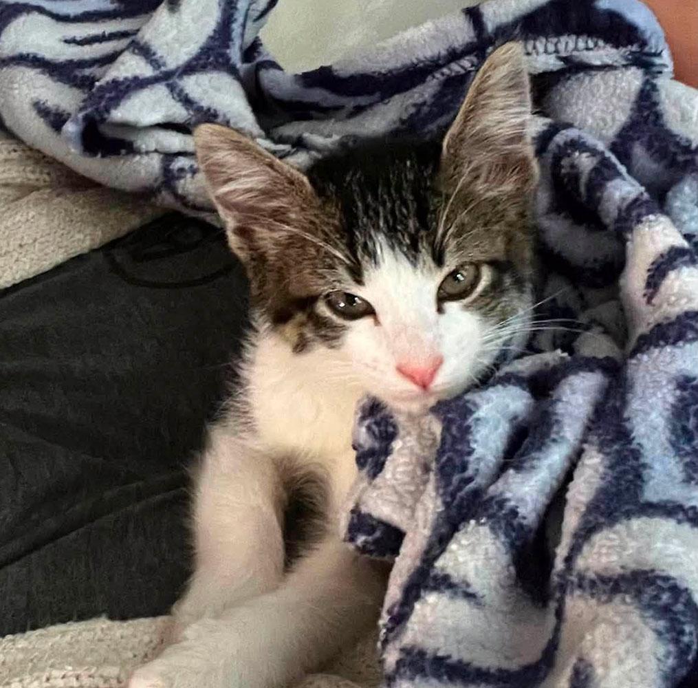 Enlarge Rachel (AO36920), an adopted Domestic Short Hair in Kansas City, KS image 1/1