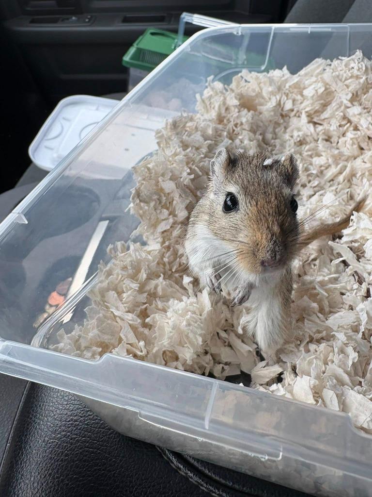 Flurry, Adoptable, Young Female Gerbil.