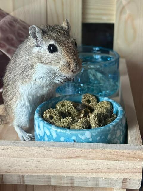 Enlarge Flurry, a Adoptable Gerbil in FRANKTON, IN image 2/6