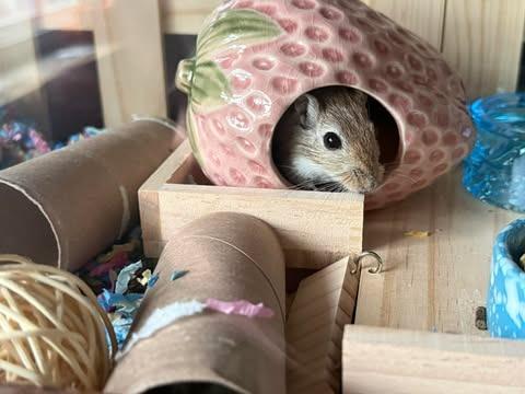 Enlarge Flurry, a Adoptable Gerbil in FRANKTON, IN image 3/6