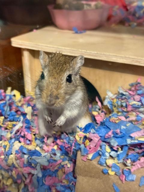 Enlarge Flurry, a Adoptable Gerbil in FRANKTON, IN image 4/6