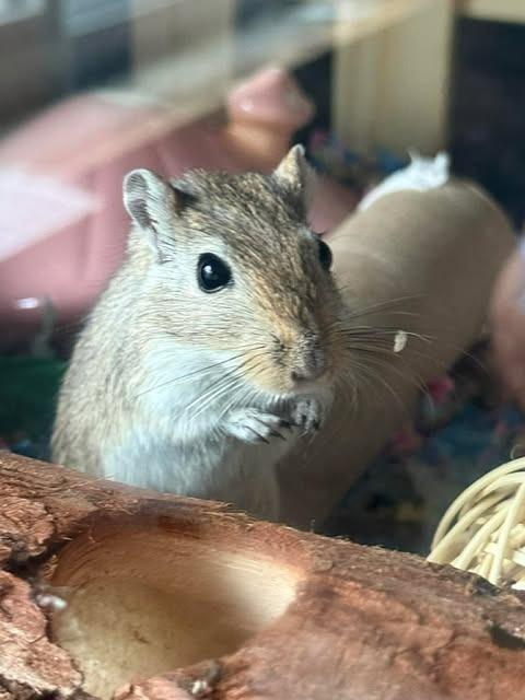 Flurry, Adoptable, Young Female Gerbil.