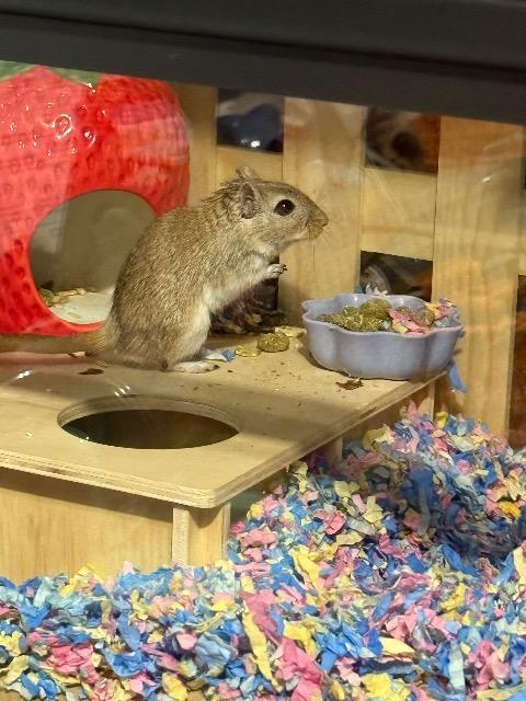 Enlarge Flurry, a Adoptable Gerbil in FRANKTON, IN image 6/6