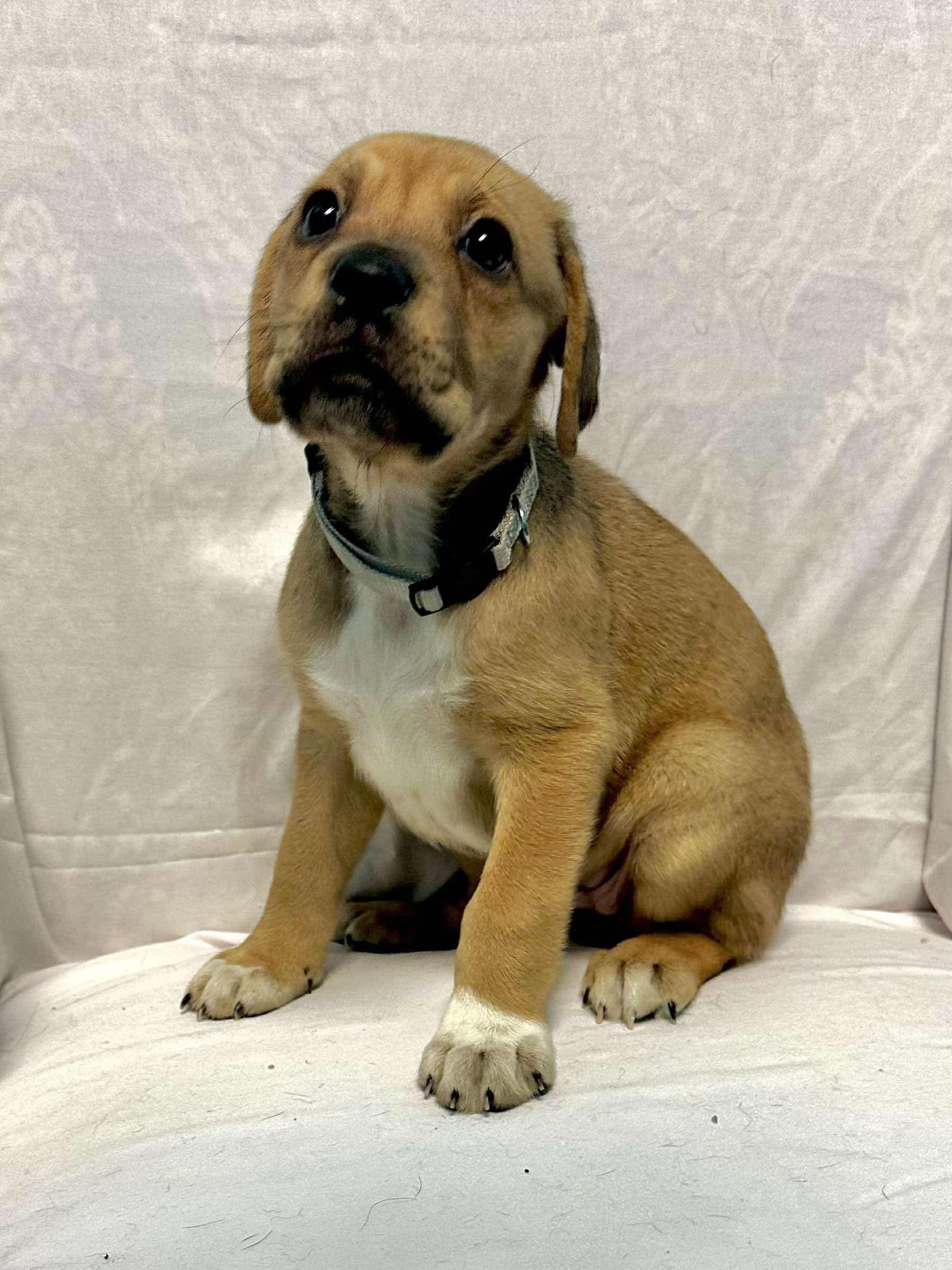 Haelena, Baby Female Labrador Retriever