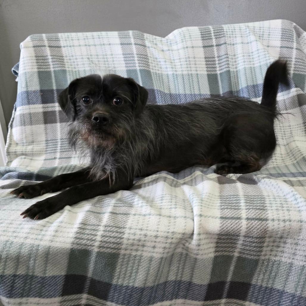 Chirp, Adoptable, Adult Male Terrier & Mixed Breed.