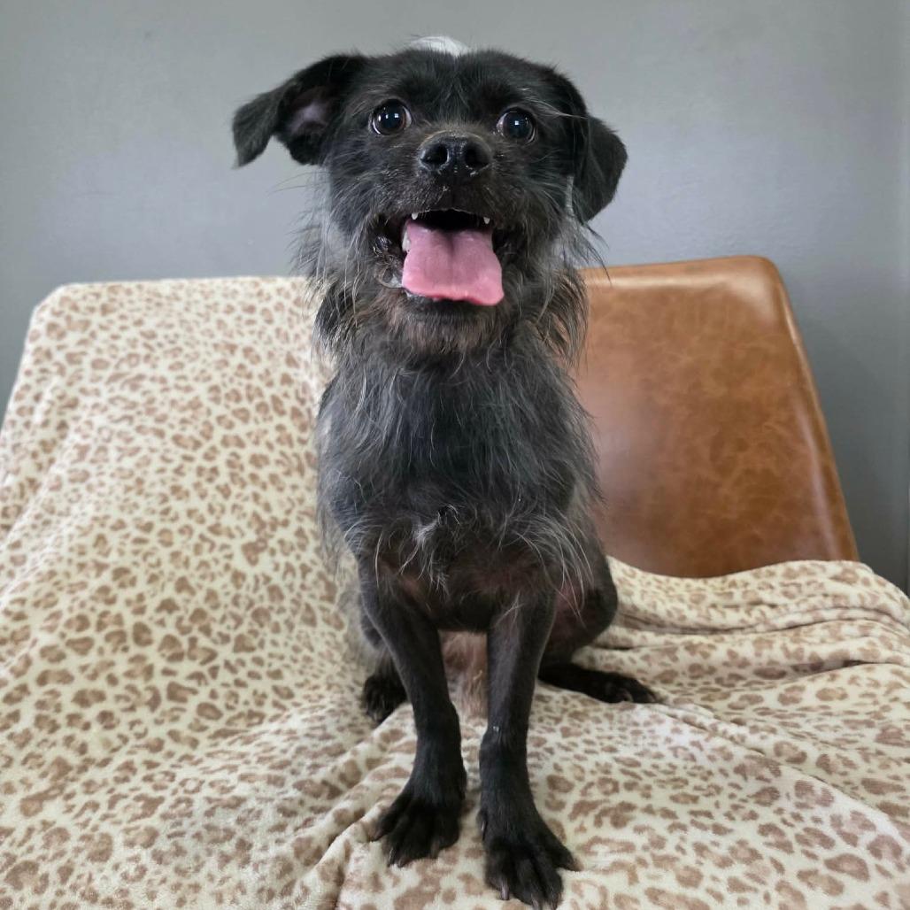 Chirp, a Adoptable mixed breed in Jackson, MO image 2/6
