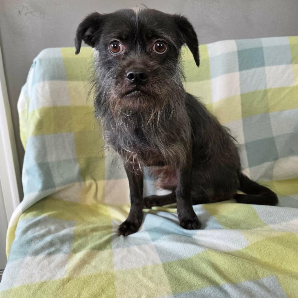 Chirp, a Adoptable mixed breed in Jackson, MO image 3/6