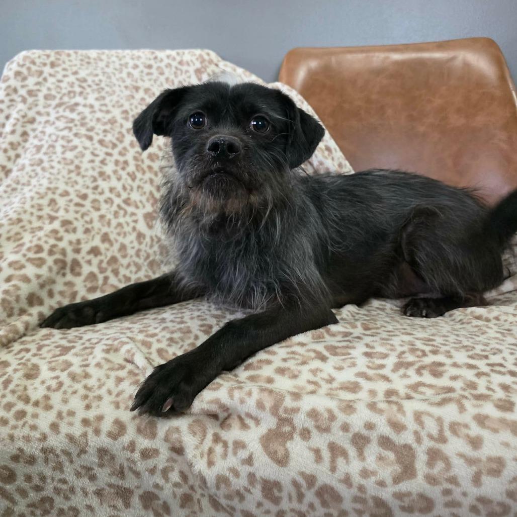 Chirp, a Adoptable mixed breed in Jackson, MO image 4/6