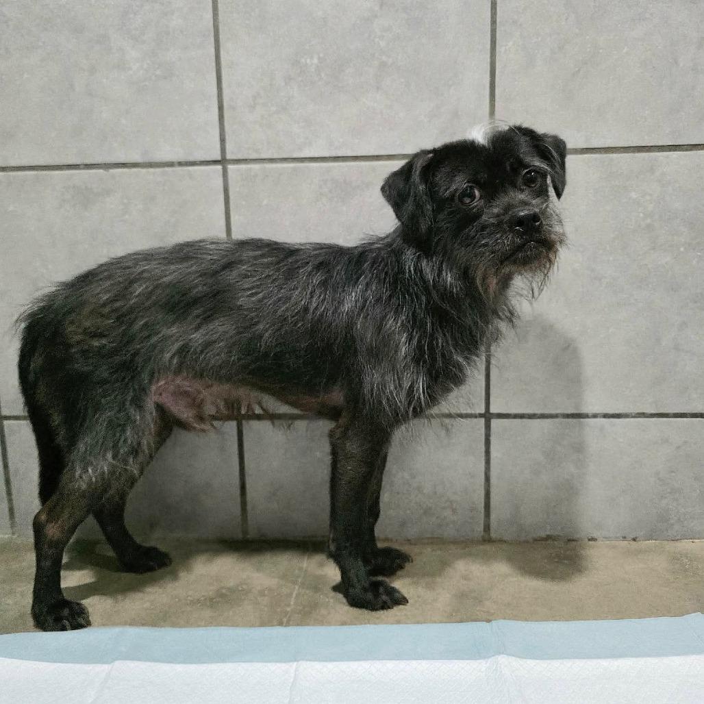 Chirp, a Adoptable mixed breed in Jackson, MO image 5/6
