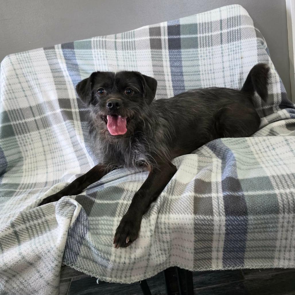Chirp, a Adoptable mixed breed in Jackson, MO image 6/6