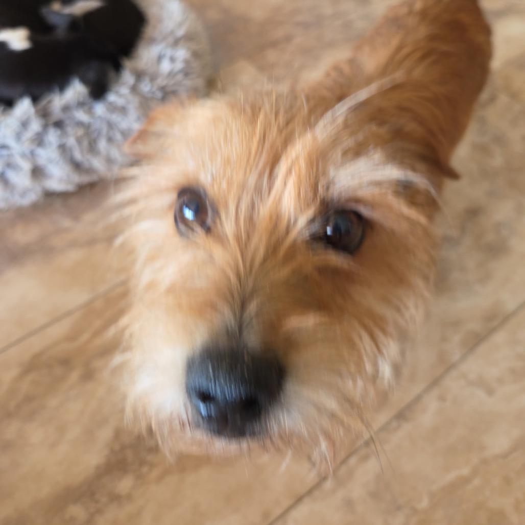 Little Man, Adoptable, Senior Male Terrier & Wire Fox Terrier.
