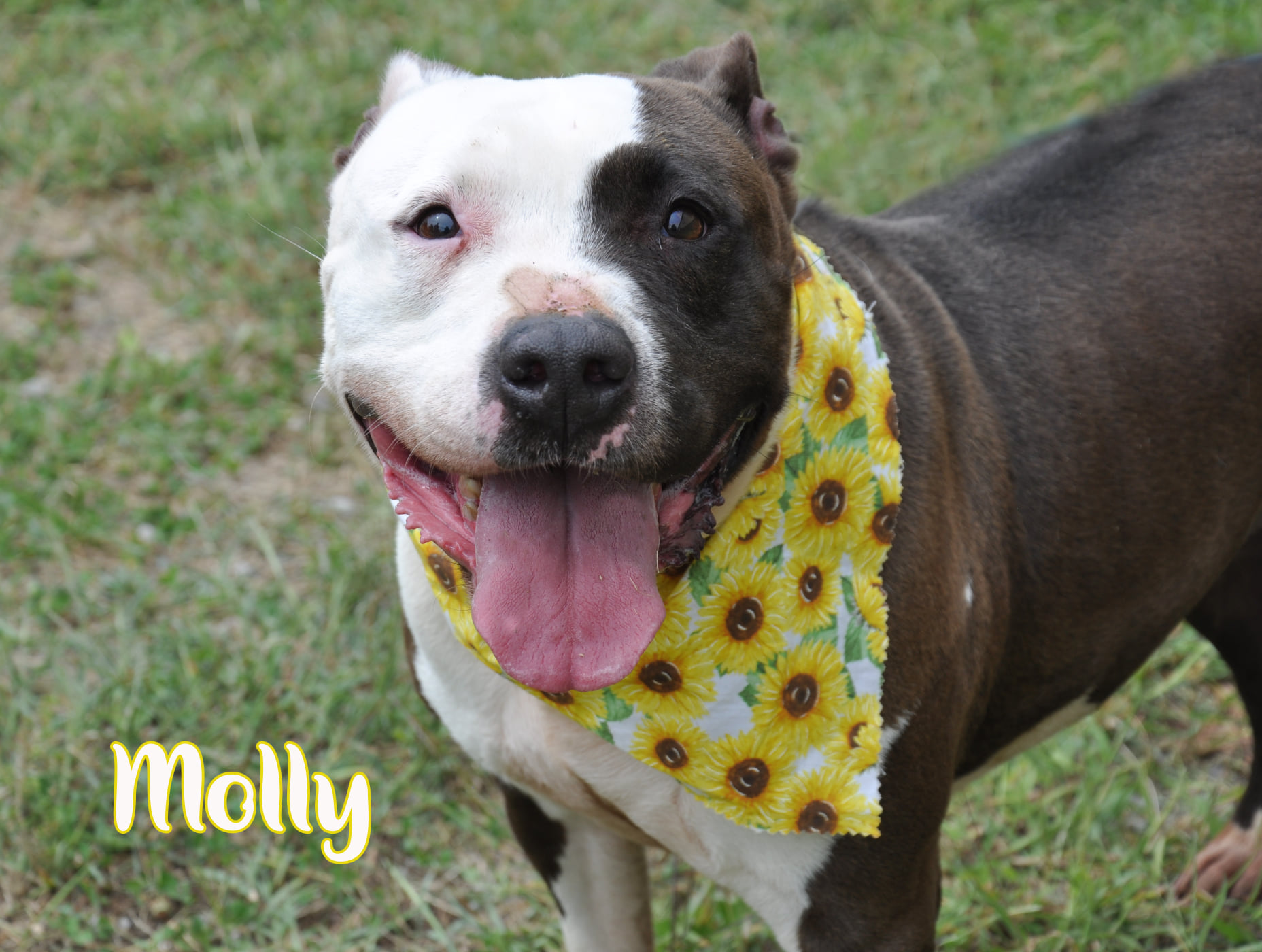 Enlarge Molly, a Adopted American Bully in Dixon, KY image 1/1