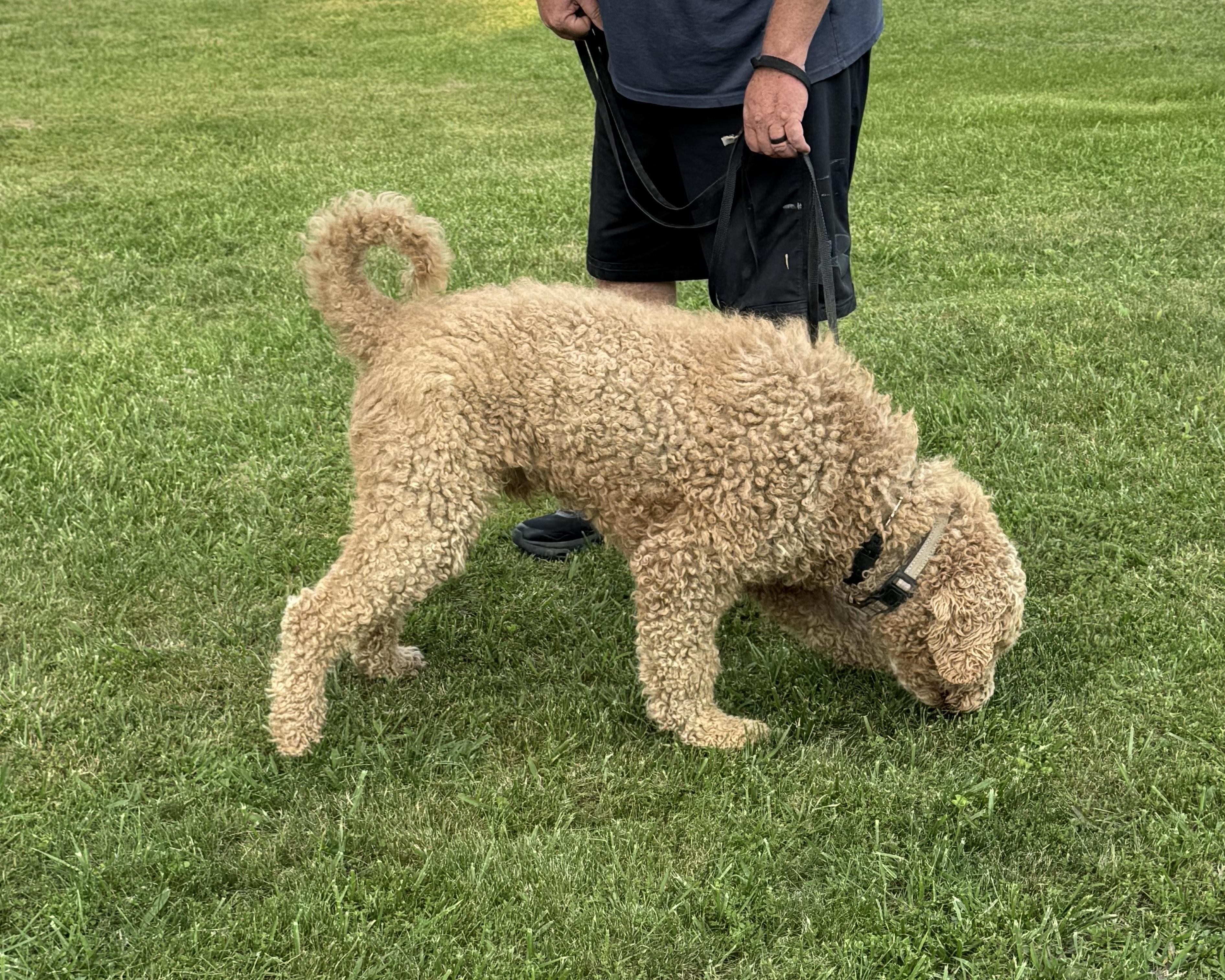 Bentley, a Adoptable Goldendoodle in Greeneville, TN image 2/6