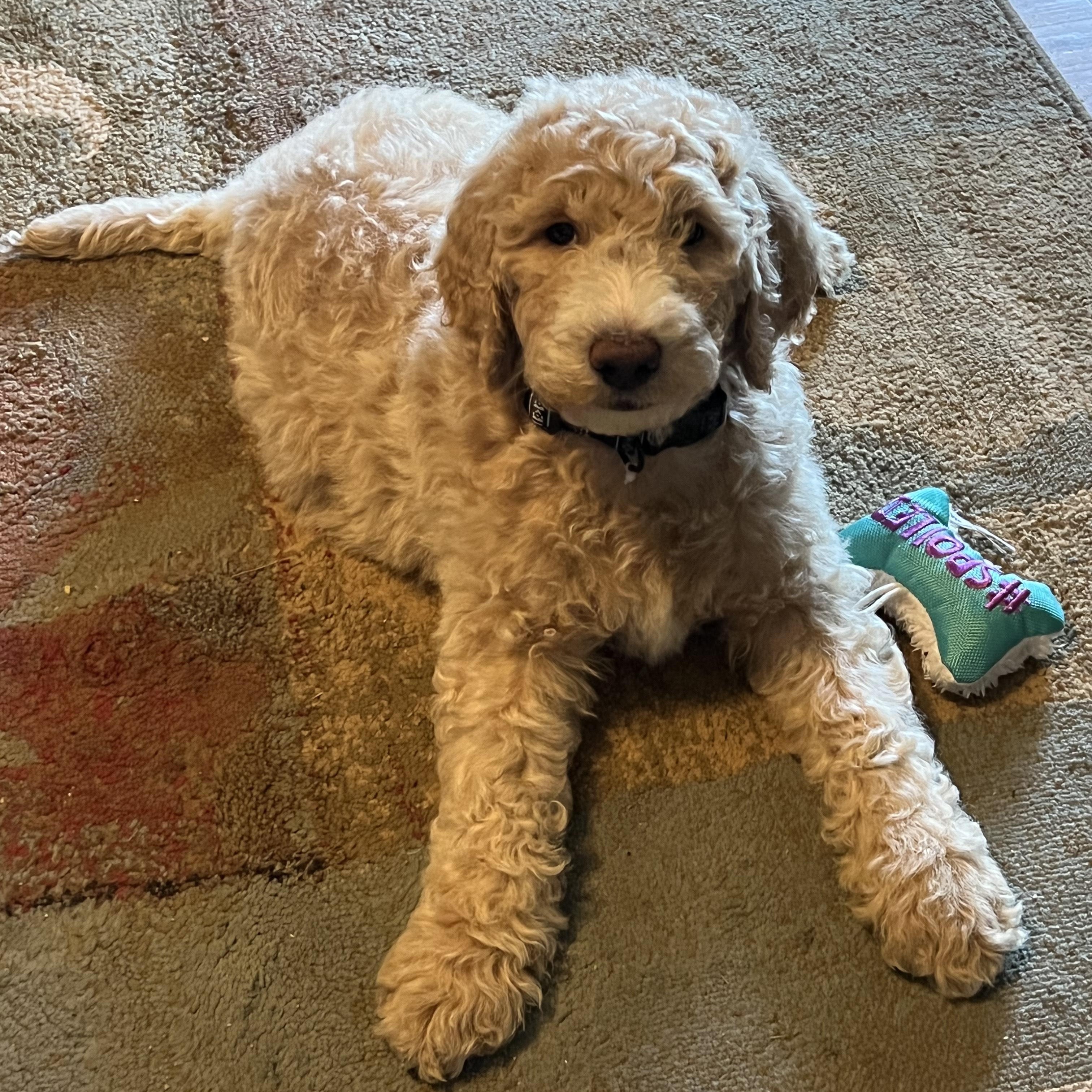 Bentley, a Adoptable Goldendoodle in Greeneville, TN image 3/6