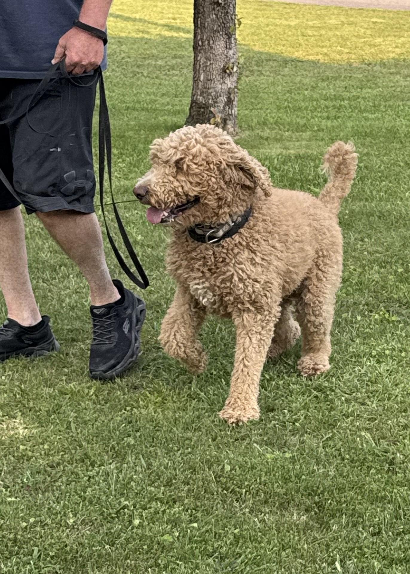 Bentley, an adoptable Goldendoodle in Greeneville, TN, 37743 | Photo Image 6