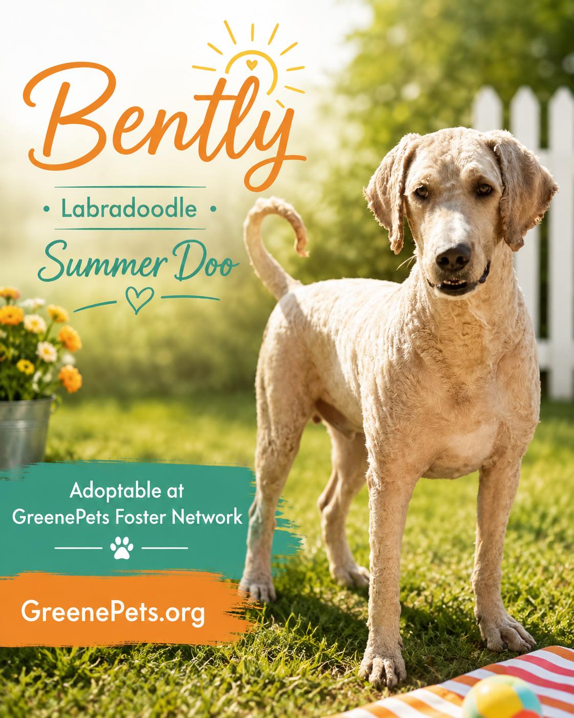 Bentley, adoptable, Adult Male Poodle & Golden Retriever.