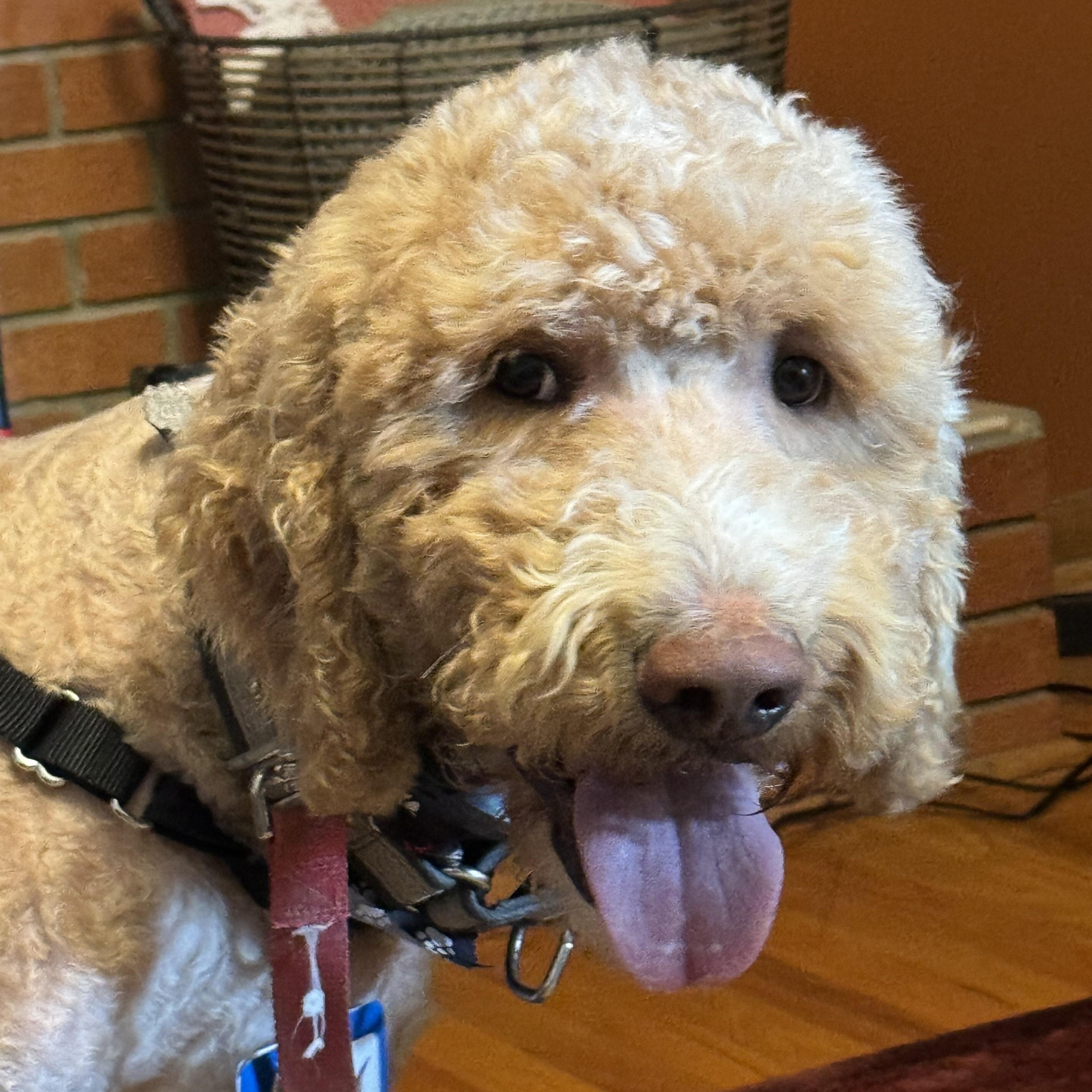 Bentley, an adoptable Goldendoodle in Greeneville, TN, 37743 | Photo Image 3