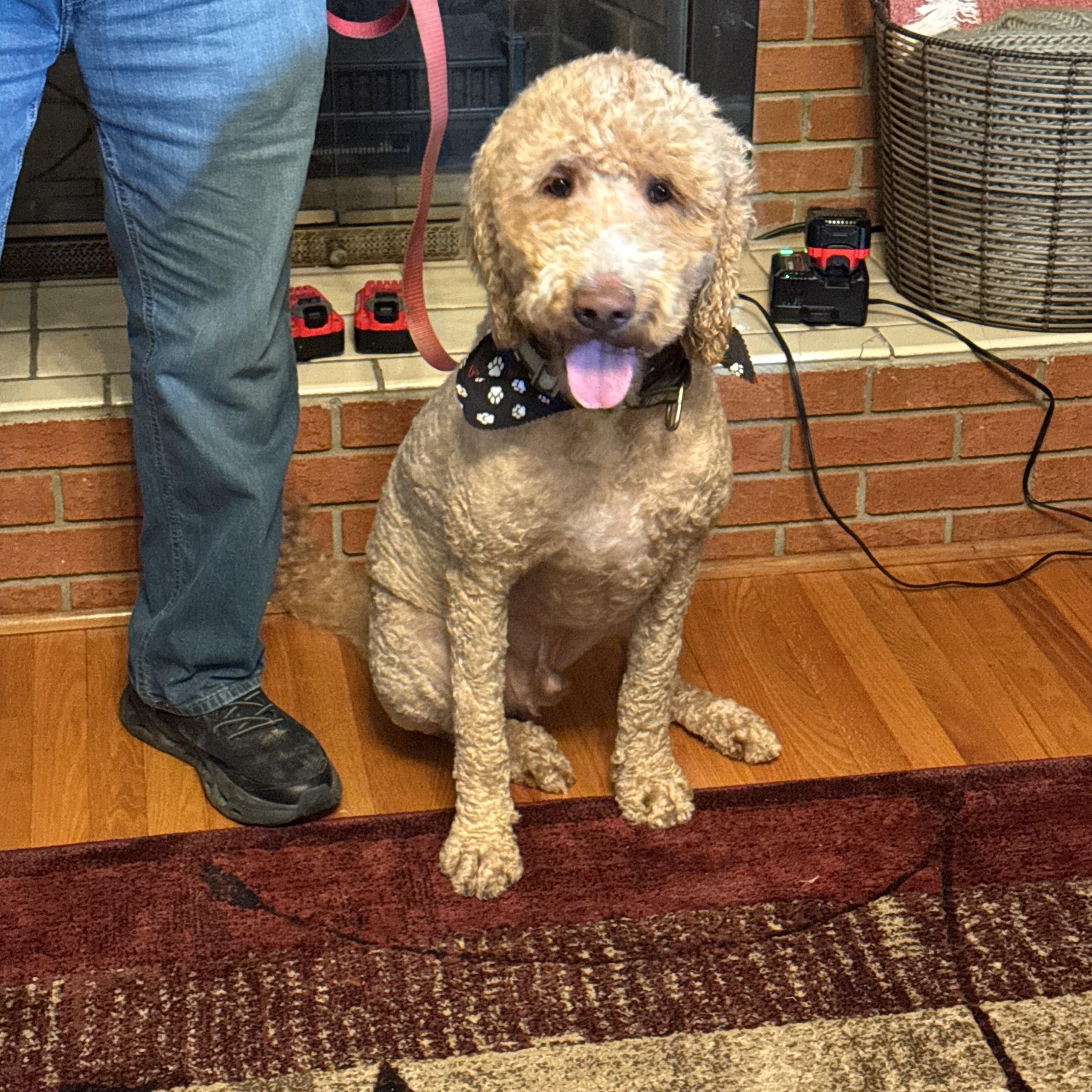 Bentley, a Adoptable Goldendoodle in Greeneville, TN image 5/6