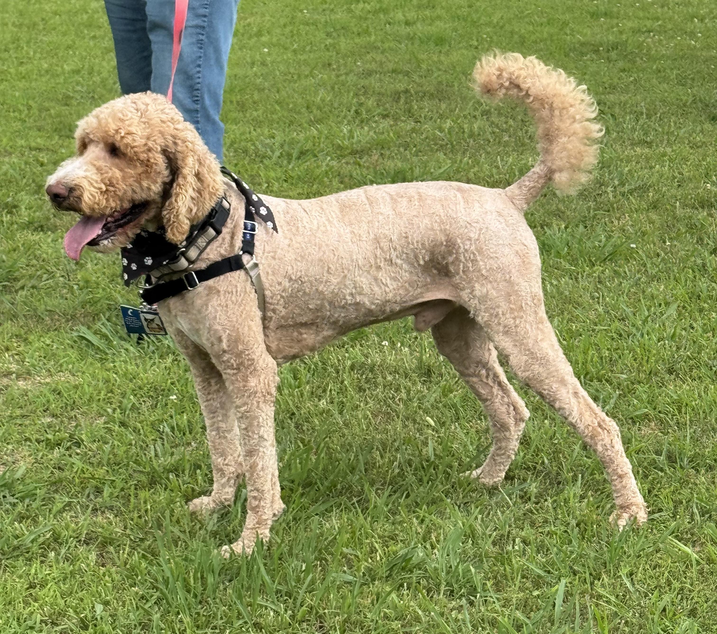 Bentley, an adoptable Goldendoodle in Greeneville, TN, 37743 | Photo Image 4