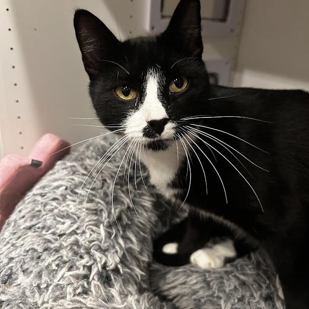 Enlarge Henley, a Adoptable Domestic Short Hair in Alexandria, VA image 1/1