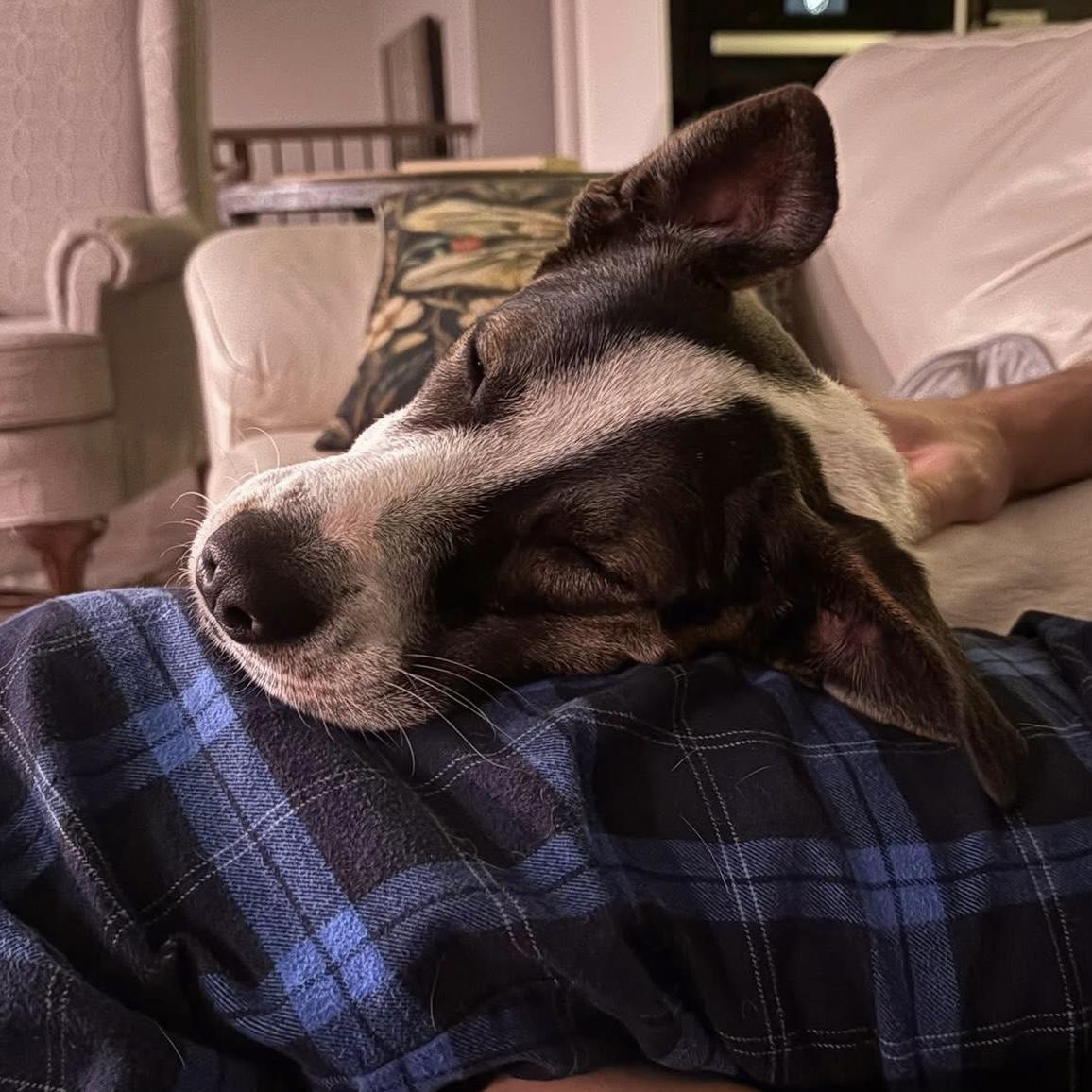 Enlarge Zoe, a ADOPTABLE mixed breed in Niagara Falls, ON image 3/6