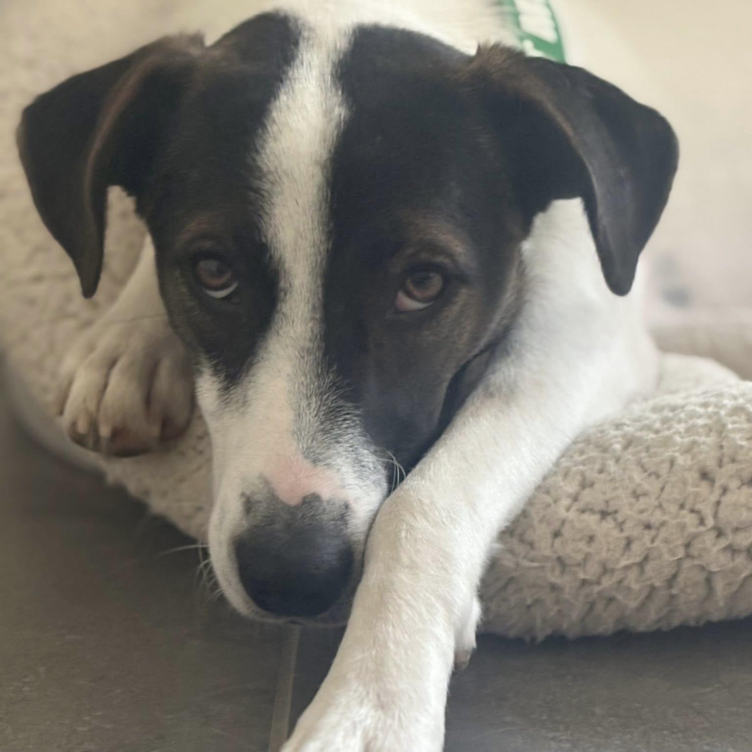 Enlarge Zoe, a ADOPTABLE mixed breed in Niagara Falls, ON image 1/6