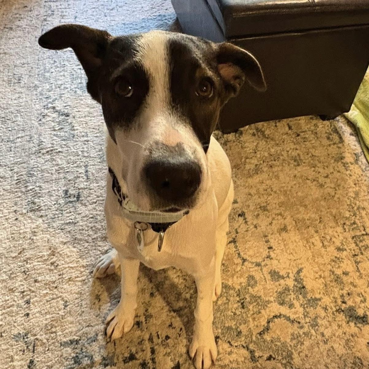 Enlarge Zoe, a ADOPTABLE mixed breed in Niagara Falls, ON image 2/6