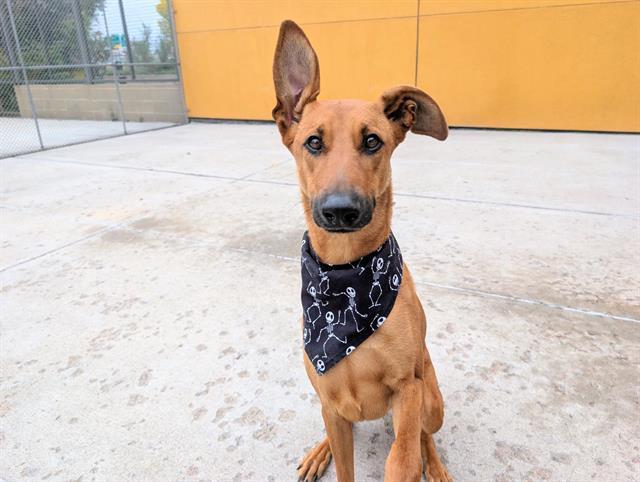 Enlarge FRIJOLE, a Adoptable mixed breed in Denver, CO image 1/1