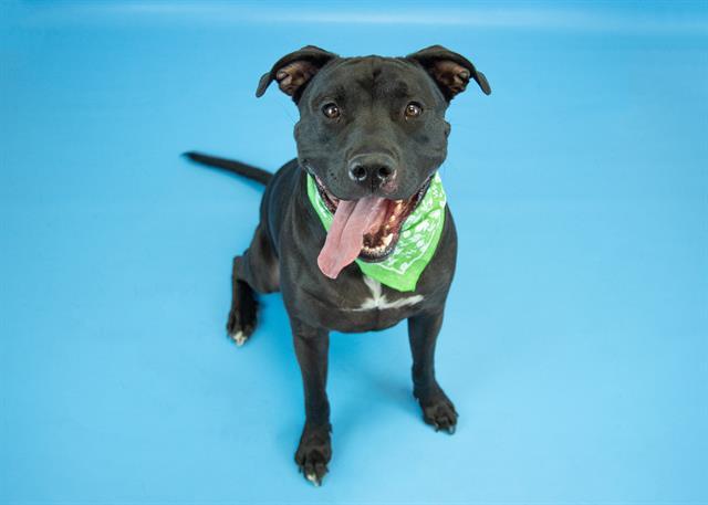 DUKE, Adoptable, Adult Male American Bulldog & Mixed Breed.