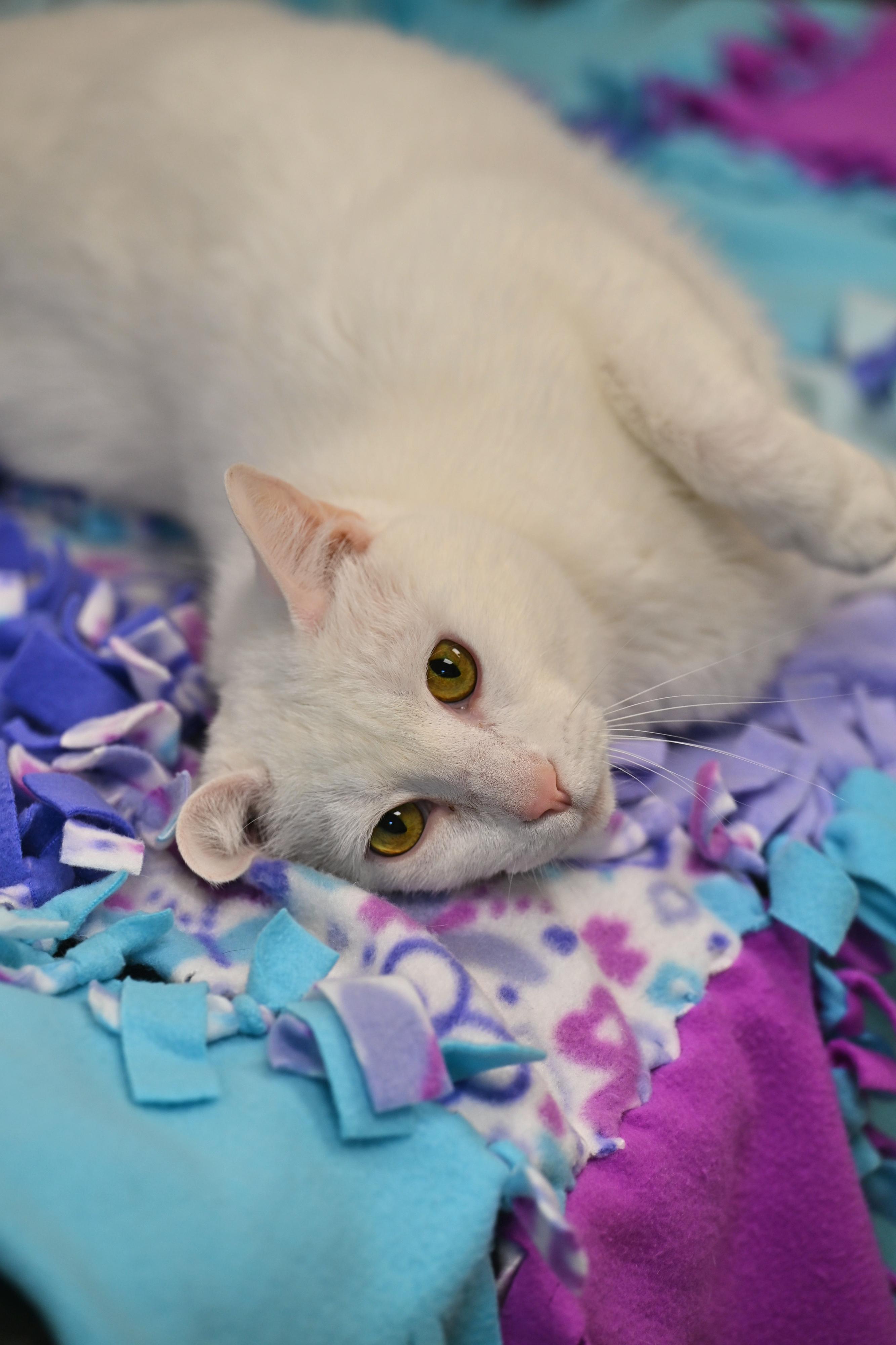 Buster, an adoptable Domestic Short Hair in Hot Springs, AR_image-1