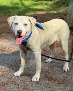 Enlarge Levi, a ADOPTABLE mixed breed in Sumter, SC image 1/1